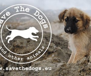 save the dogs