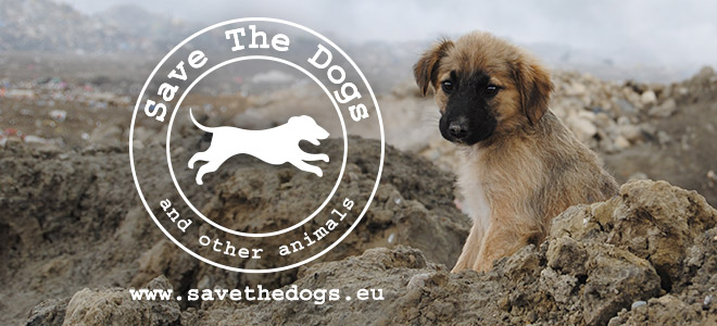 save the dogs