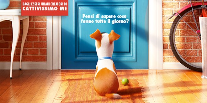 Pets vita da animali