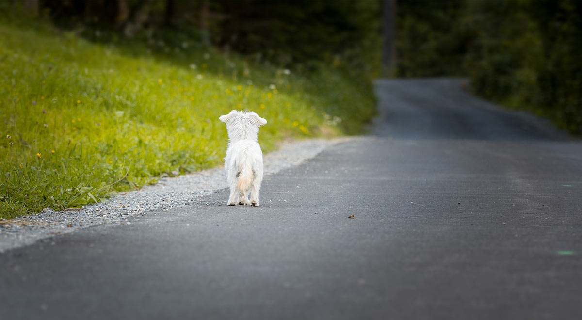 cane abbandonato lungo la strada