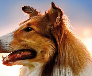 Lassie torna a casa