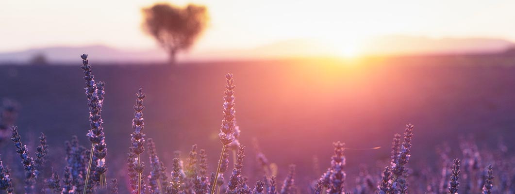 Provenza campo di lavanda