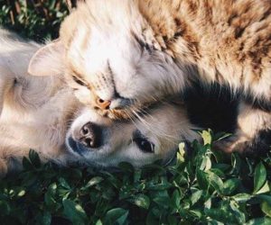 Cane e gatto