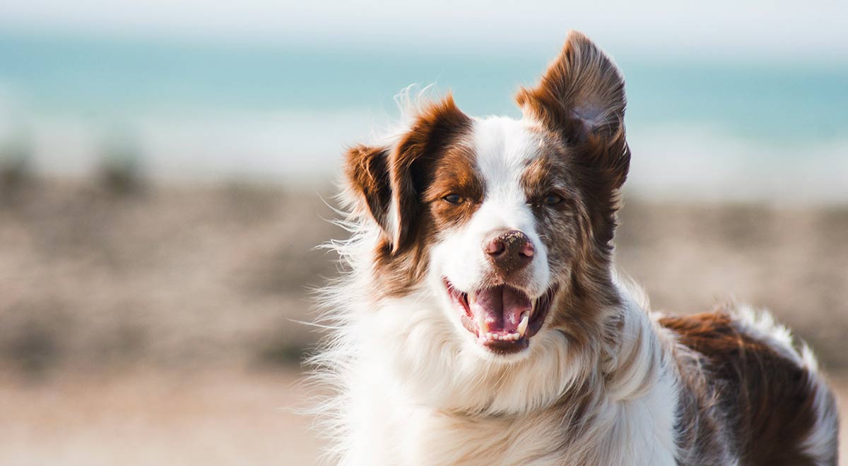 Quando i cani prendono la parola i film con protagonisti cani parlanti Quando i cani prendono la parola i film con protagonisti cani parlanti