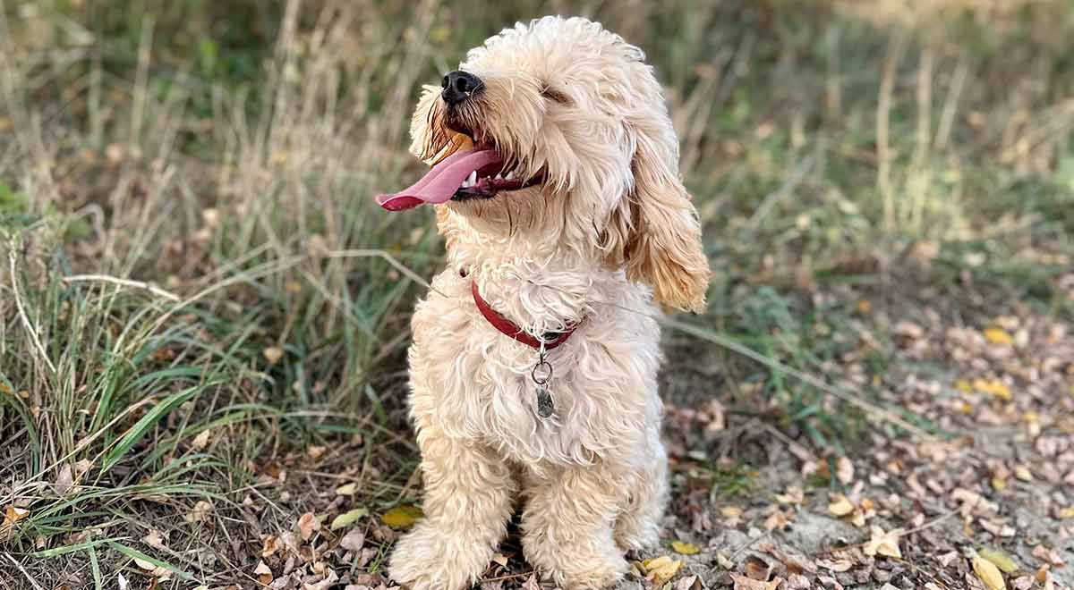 Chi è Chico: il cagnolino seguito da milioni di f(r)ollower